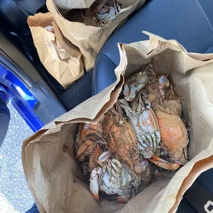 Crabs and shrimp in my car