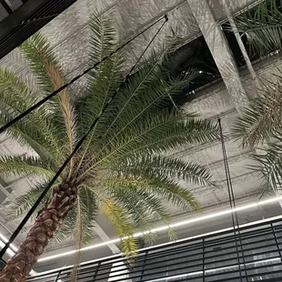 a view of a palm tree