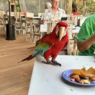 Riley, the , was sitting at the table next to us with his owners