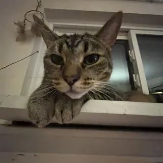 Ava B.