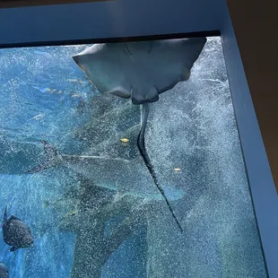sting ray!