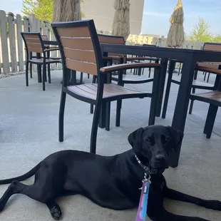 Dog friendly patio!