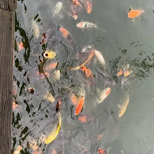Koi Pond
