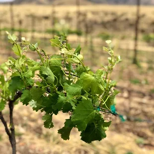 a vine with green leaves in a vineyard
