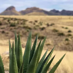 a cactus plant in the foreground with mountains in the background