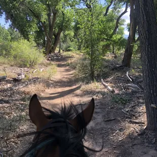 Between the ears in the Bosque, Albuquerque New Mexico.