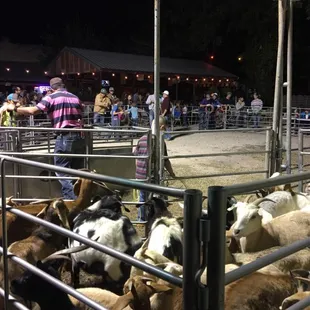 a large group of goats in a pen