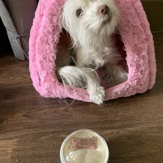 Bow Wow Bowl