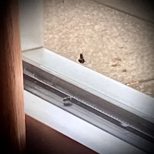 guests enjoy the scenery