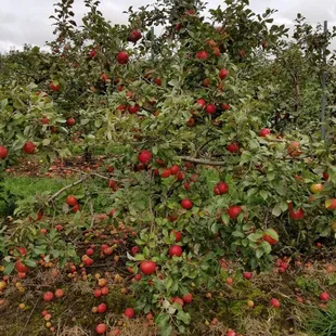 apples on the ground