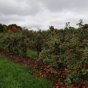 a field of apples