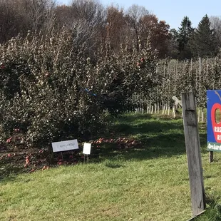 Each row of trees labeled and trees are well maintained
