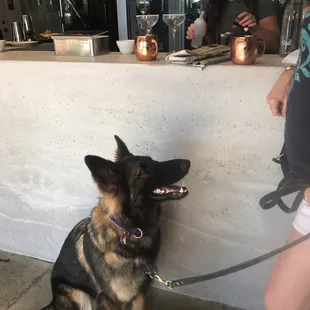 Cava belly's up to the bar for a Moscow Mule!