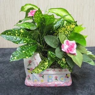 Gifts for new Baby/Parents can be done with plants or fresh flowers.