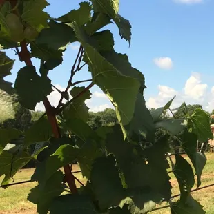 No product has a closer relationship to its raw material than wine does it to its vineyard, and at Russian Chapel Hills Winery.