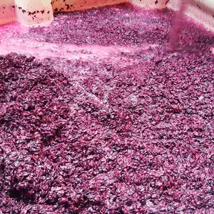 Russian Ridge Winery
 Wine Making