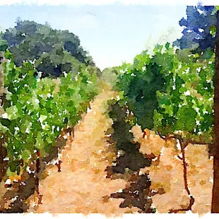 Our Vinyards