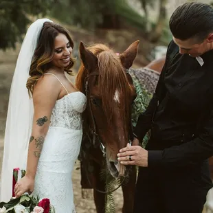 beautiful and friendly horse to take pictures with