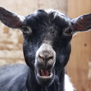 a close up of a goat's face