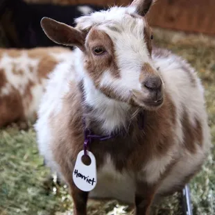 a goat with a tag on it's collar