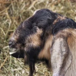 a close up of a goat's face