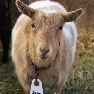 a goat with a tag in its mouth