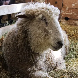 a sheep laying in hay