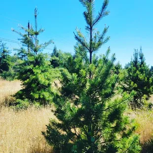 Fresh Christmas Trees make the winter season, and Christmas magical