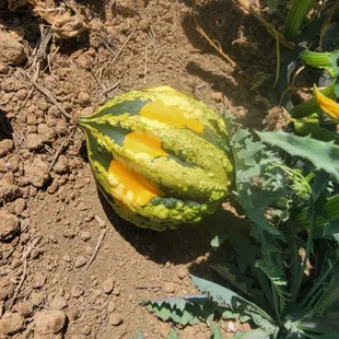 Organik Pumpkins and Gourds make Fall on the farm fun!