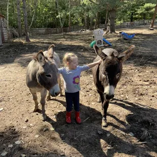 Bella with barnyard friends