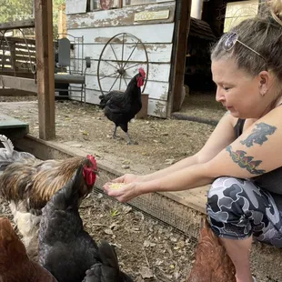 Hand feed the chickens