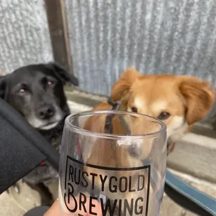 a dog and a beer glass