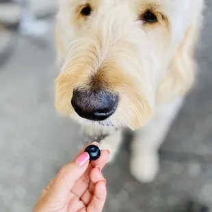 Blueberries for Baci!