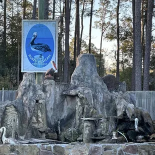 Koi pond. Do not feed the fish!