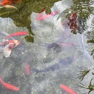 Koi pond