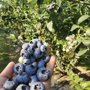 a hand holding a bunch of blueberries