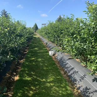 a row of apple trees