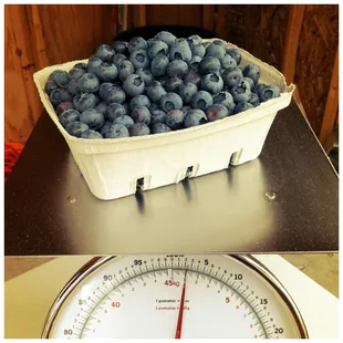 2 pounds of yummy blueberries!