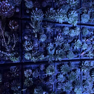 A succulent wall