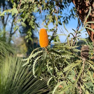 February Bloom
