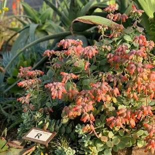 February Bloom