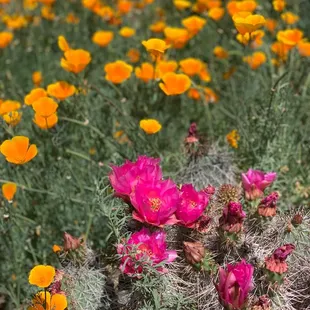 April blooms