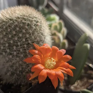 Rebutia muscula cactus (Orange snowball cactus) that I bought from their garden store. It bloomed a few days later and it&apos;s so beautiful.