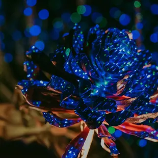 photo credit: Kelley Lotosky of Let&apos;s Spread Beauty Photography, 2019