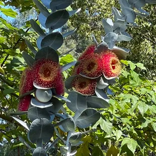 Flowers of eucalyptus macrocarpa
