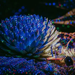 photo credit: Kelley Lotosky of Let&apos;s Spread Beauty Photography, 2019