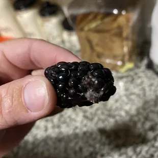 Blueberry with mold