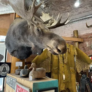 Moose taxidermy