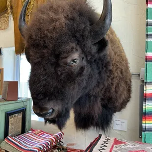 Buffalo or Bison taxidermy head mounts.