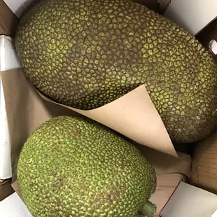 Jack Fruit